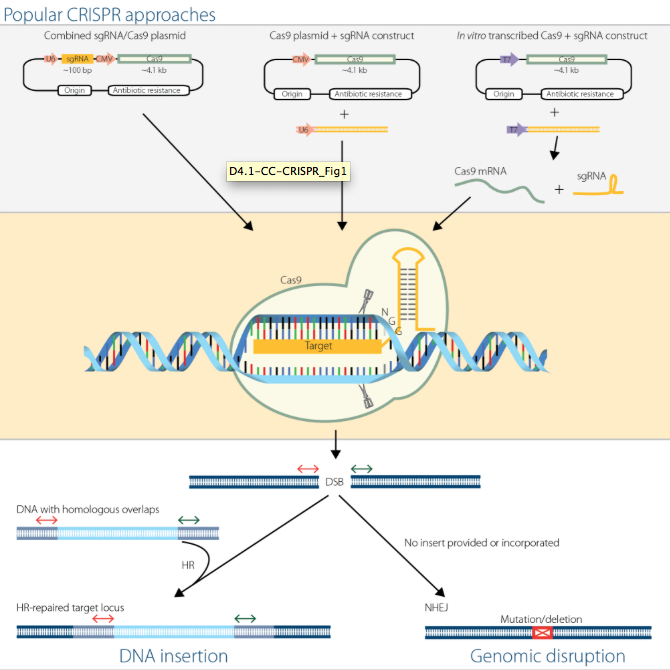 idtdna's tweet photo. #CRISPR and Cas9 for Flexible Genome Editing http://t.co/O2WgNCKI1N #SBBSF14 @adamclore http://t.co/LURbGo9tTz