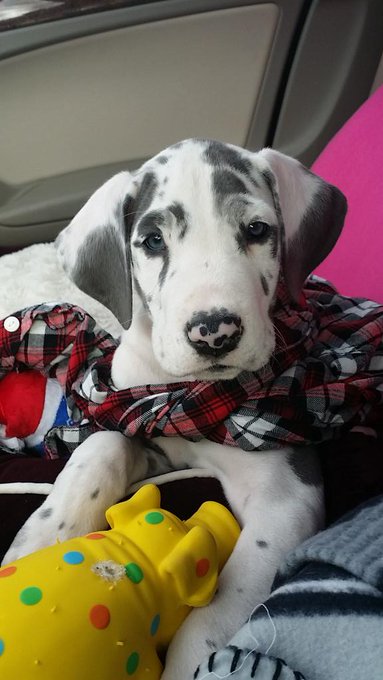 My man BALOO... HE LOVES ME AND I LOVE HIM SO MUCH... IM THE LIKE ST GIRL ON THE PLANET http://t.co/<a href="/tag/vegas"class="tags"><span>#vegas</span></a><a href="/tag/burbank"class="tags"><span>#burbank</span></a>