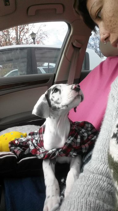 today he got his 2nd set of shots he took it like a champ &amp; of course everyone at vet fell in love with