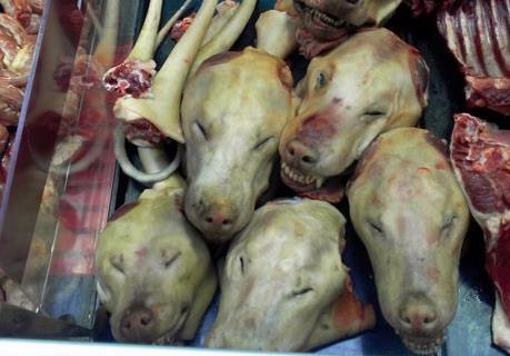 AdoreKitties's tweet photo. 😫They lost their 🐶dog &amp; suspect he became someone's meal🍗 -stop #dogmeattrade #StopYulinForever http://t.co/JnmpomT1Lg