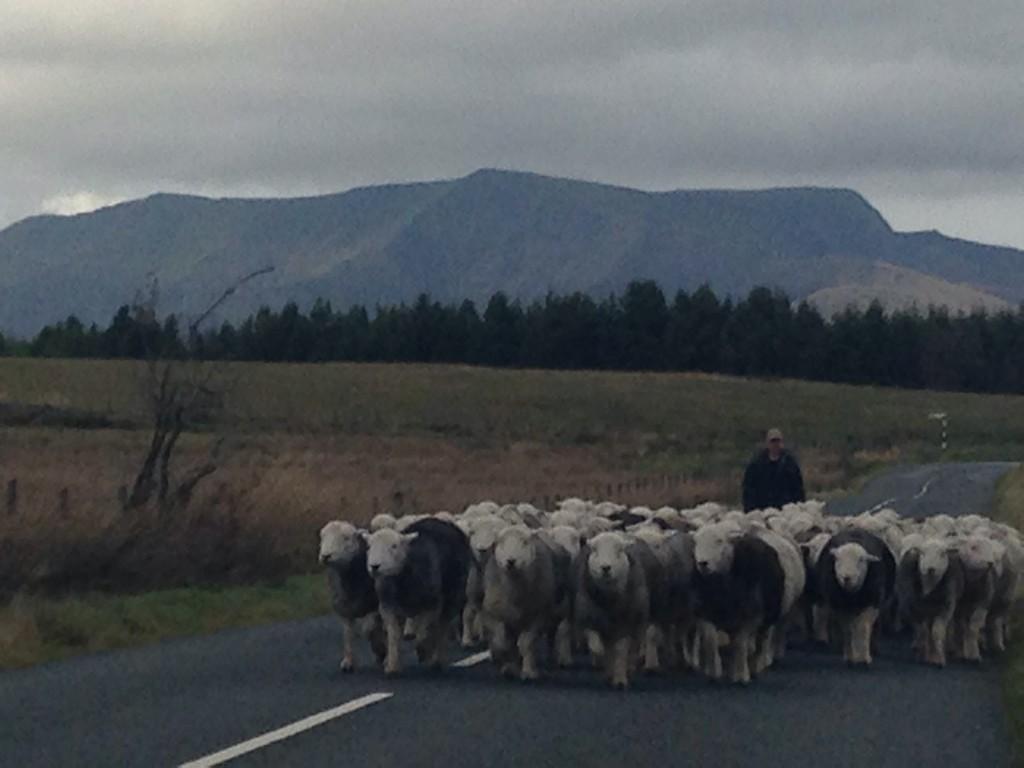 herdyshepherd1's tweet photo. Back to the fell (mountains) tomorrow... http://t.co/5to3Uq2iX6