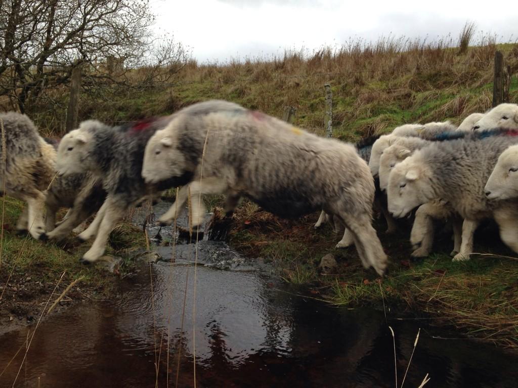 herdyshepherd1's tweet photo. Back to the fell (mountains) tomorrow... http://t.co/5to3Uq2iX6