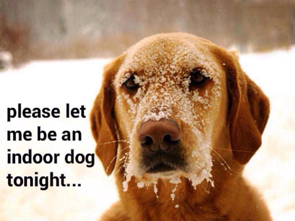We hope everyone keeps warm! Being big Dog Lovers here at Blue Collar Auctions..don't forget about your pets outside!