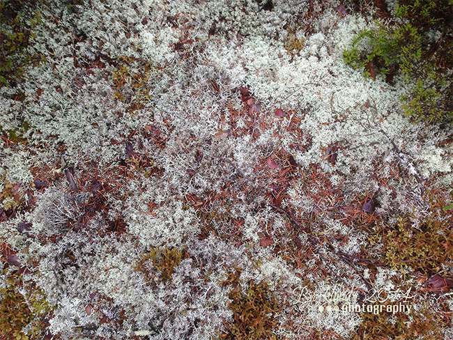 bjoerklunda's tweet photo. #FJDI Das GRAUe im November - Schönheiten... http://t.co/NrGo4BCG6q #Schweden #photography #sweden http://t.co/jK6pqLeHfK