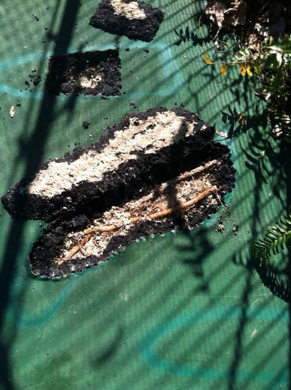 MorSportsTennis's tweet photo. Damage that tree roots cause to courts!Call mor sports the root barrier experts today @FtMyersSanibel http://t.co/BzRTVEoKqC