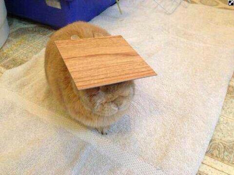 板。
