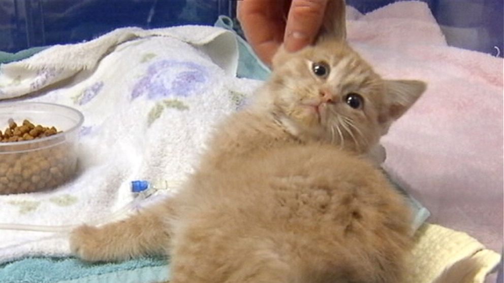 "It's just really a miracle..." Meet Elsa, the kitten who survived being frozen - abcn.ws/1xXsgTt