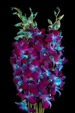 YourFlowersUS's tweet photo. Dendrobium Tinted Blue (Bom Dyed Blue. Red Sonia Blue. Sonia Blue Dyed) (BLUE BOM) Orchids. - http://t.co/DcZpzN50Md http://t.co/TLdL8zqoTI