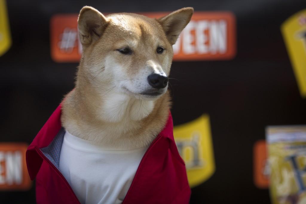 Reuters's tweet photo. Finally - a way to Facetime with your dog when you're not home, in today's Reuters FYI: http://t.co/z2dgYIcwRF http://t.co/sSHO7rgOnS