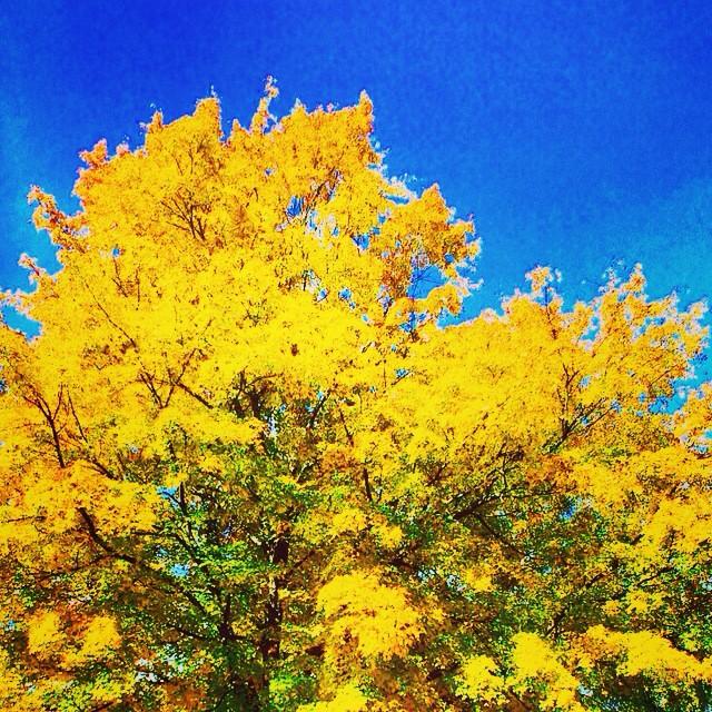 rojitotomas's tweet image. feliz viernes a todos les dejo esta imagen que la tomè hoy por la mañana Desde Memphis Tennessee USA