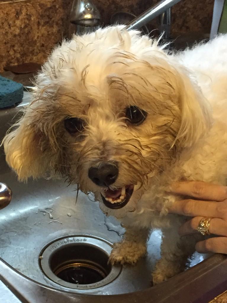 STEPHRAZZ's tweet photo. #mudfacial   Lol, this dog is crazy! http://t.co/qlrKp6Fqlg