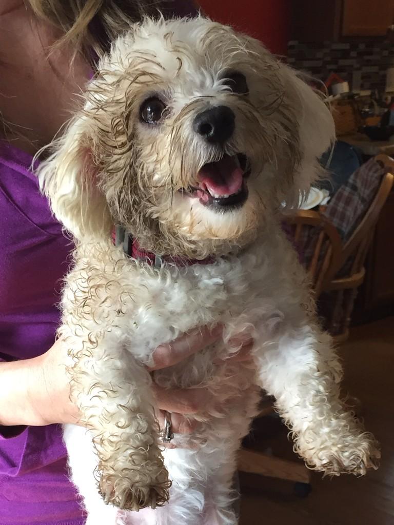 STEPHRAZZ's tweet photo. #mudfacial   Lol, this dog is crazy! http://t.co/qlrKp6Fqlg