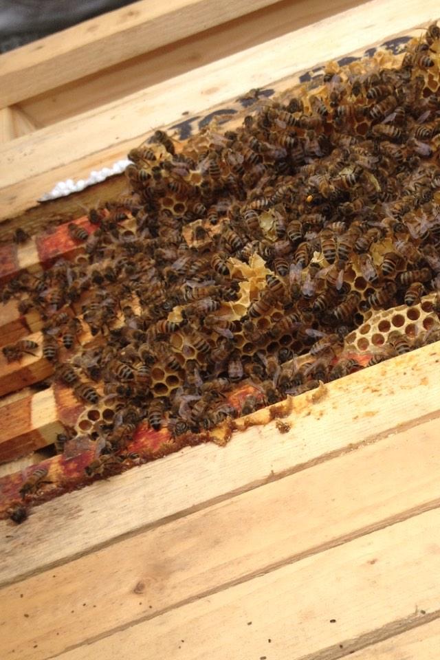 dontclmehoney's tweet photo. These busy bees make lots of honey and wax. http://t.co/us2kodC6wl
