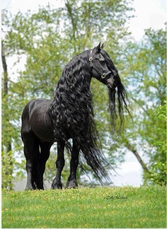 _Paisajes_'s tweet photo. Para los amantes de los caballos les dejo está belleza :) http://t.co/nxQerd640m