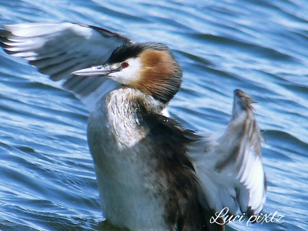 tiger8lotus's tweet photo. Have a great weekend. IF only this a GNDiver ..😌 @urban_birding #exposurecompensation http://t.co/wInp2Dulwa