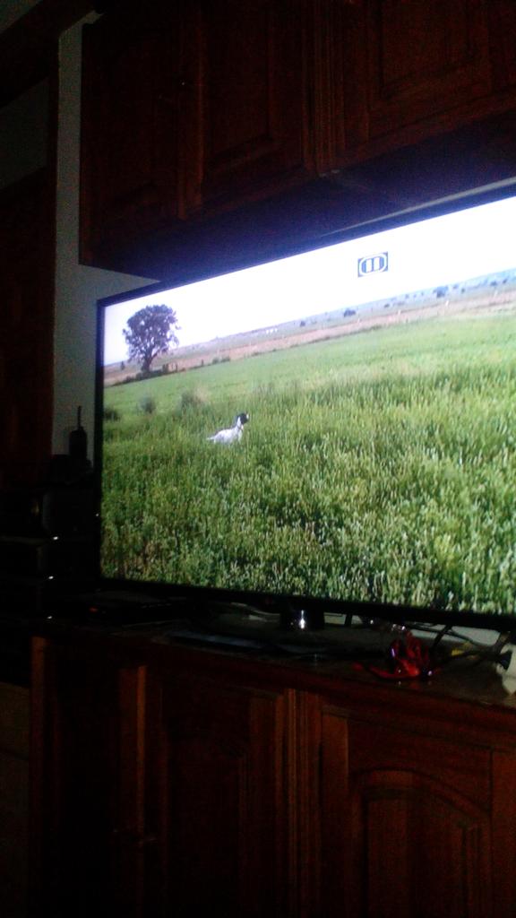 daaavid967's tweet photo. Viendo con los amigos uno de los magníficos reportajes de @Vicenteamatcaza k grande el y sus perros.... http://t.co/evB5V5yp6p