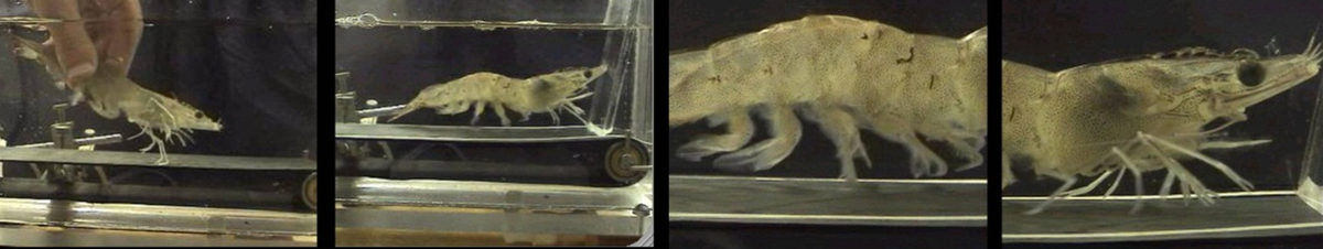 "I am the marine biologist who put a shrimp on a treadmill—a burden I will forever carry” bit.ly/1zWcTyG