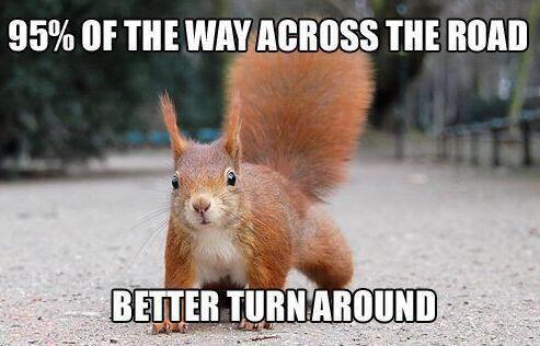 mike_anderson9's tweet photo. #squirrellogic http://t.co/vcoruPORDZ