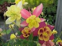 hardyplants's tweet image. Night all and some early summer flowering Aquilegia McKana Hybrids #lotsofcolours