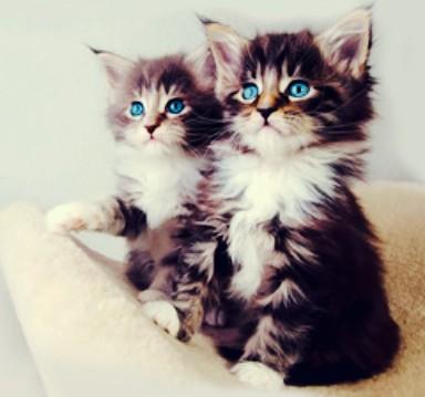 JoshuaTylerAda1's tweet photo. @JacksonGalaxy aren't these cats so cute #catification #catifytheworld #thesecatsthough http://t.co/wM6JMvP83P