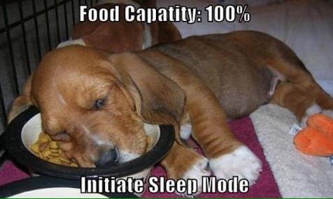 CaptionedPics's tweet image. Me on thanksgiving