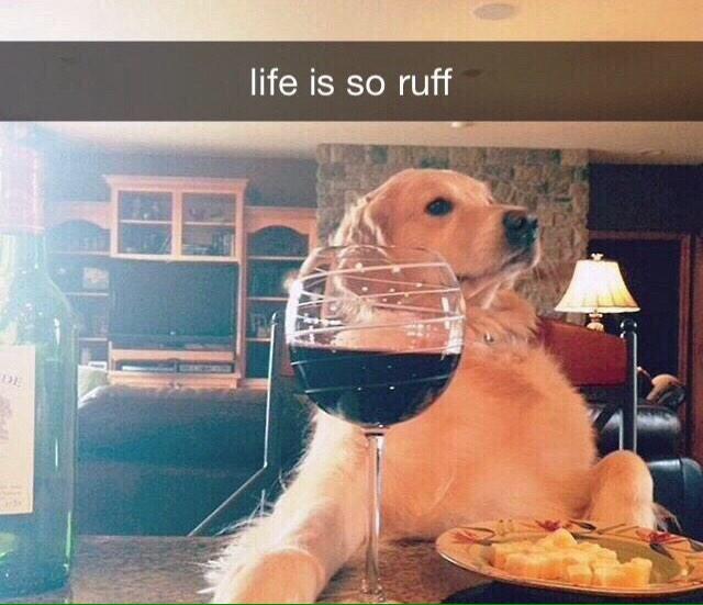 CaptionedPics's tweet image. 