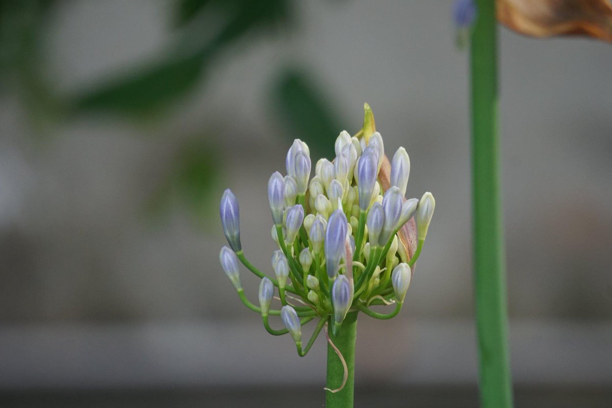 LopezLaila's tweet photo. #Foto #Flower2 #Sony #Alfa6000 http://t.co/Ra4AEtr6Zx