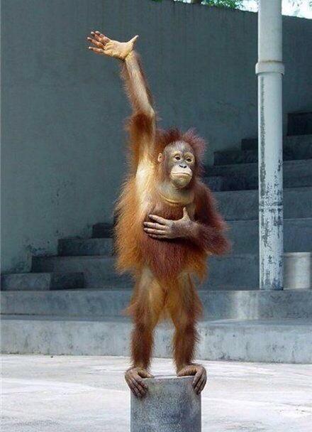 impishchimp's tweet photo. Get out and vote for your favourite monkey tomorrow. #GoVote2014 http://t.co/kpZY5UAQeP