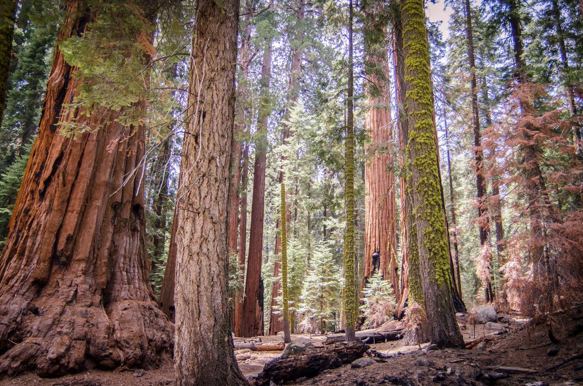 YDetour's tweet photo. Some of the best things in life are FREE #nature #outdoors Giant Tree Forest @SequoiaKingsNPS #hike #lifestyle http://t.co/sNPXbq5DIV