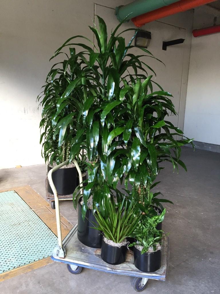 Install Friday, #DracaenaJanetCraig, #Marginata, #Officeplants, #ChineseEvergreen, keeping our clients #Green!