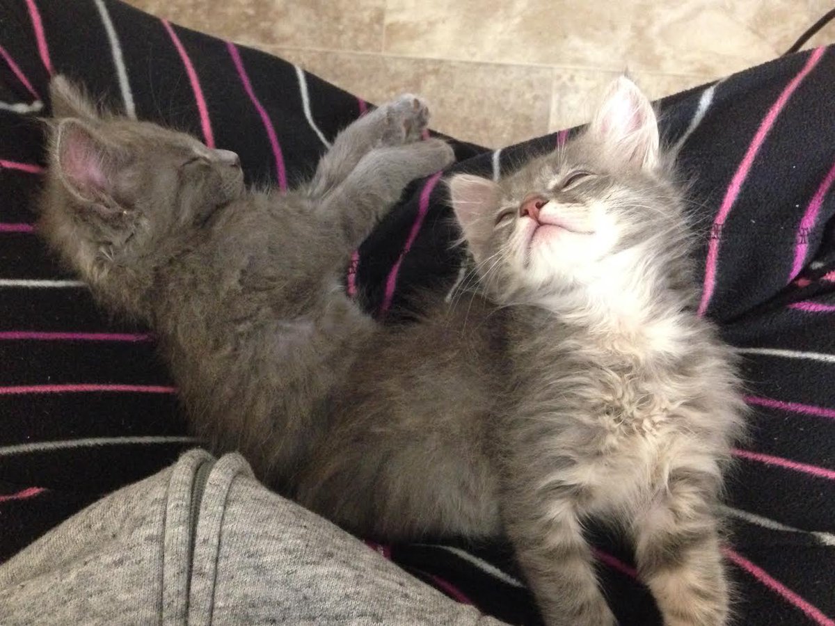 All. Tuckered. Out.  #sleepyhead #kittens