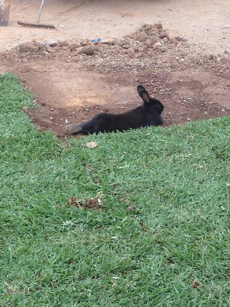 Deadlyredback's tweet photo. What is my rabbit doing? http://t.co/2sEH9txTde