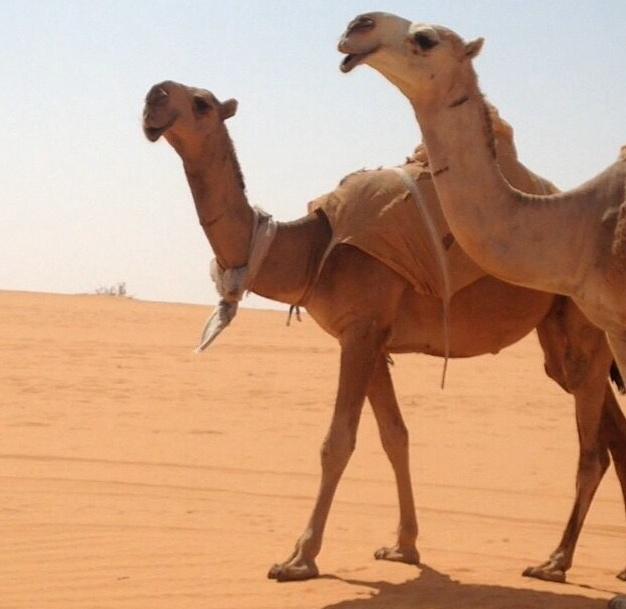 جديد حشاره 
ملك نشاء بن عايش القرفي
