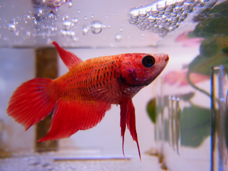 ベタ（闘魚）写真・その6 (2ページ目) - Togetter [トゥギャッター]