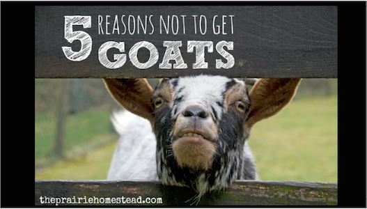 LegacyPremium's tweet image. 5 Reasons Not To Get Goats or Know Before You Do!  buff.ly/1vaovwR #preppers #survival @Homestead4Honey