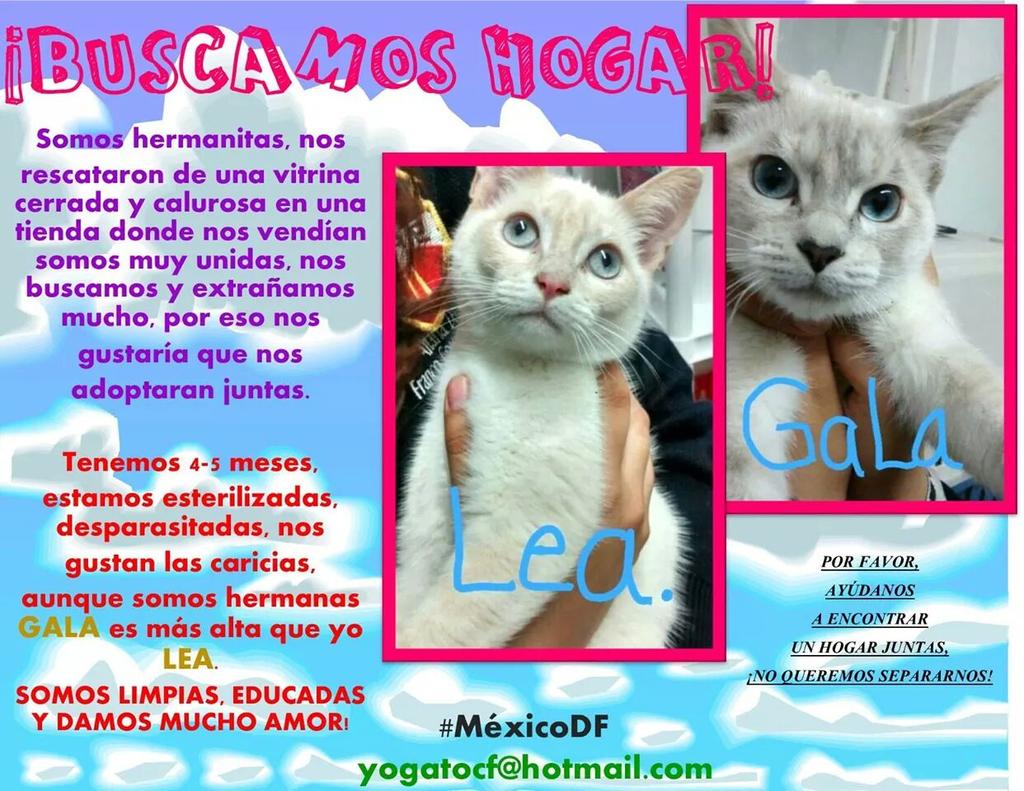 Marco de referencia Magnético Acumulación Gatitos en adopción (@adopta1gato) / Twitter