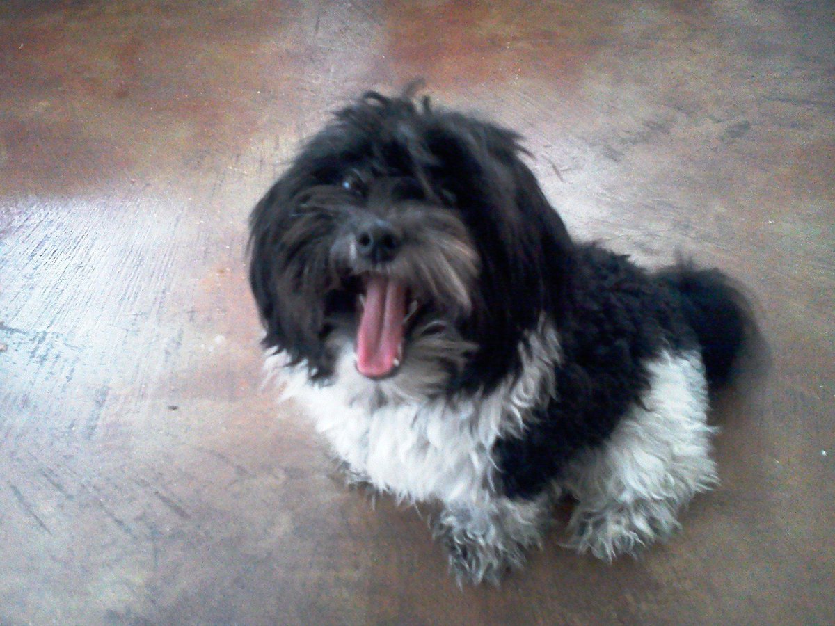 Help4TheElderly's tweet photo. looking for my Dog she lost on 11/13/14 in the morning her bame is kari http://t.co/YRptBLeKm2
