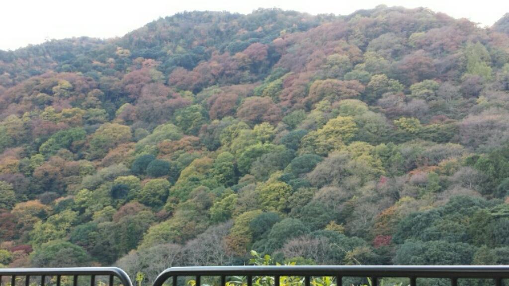 pachipachi07's tweet photo. 嵐山でも紅葉が始まっています！ http://t.co/Cen8wZdUJr