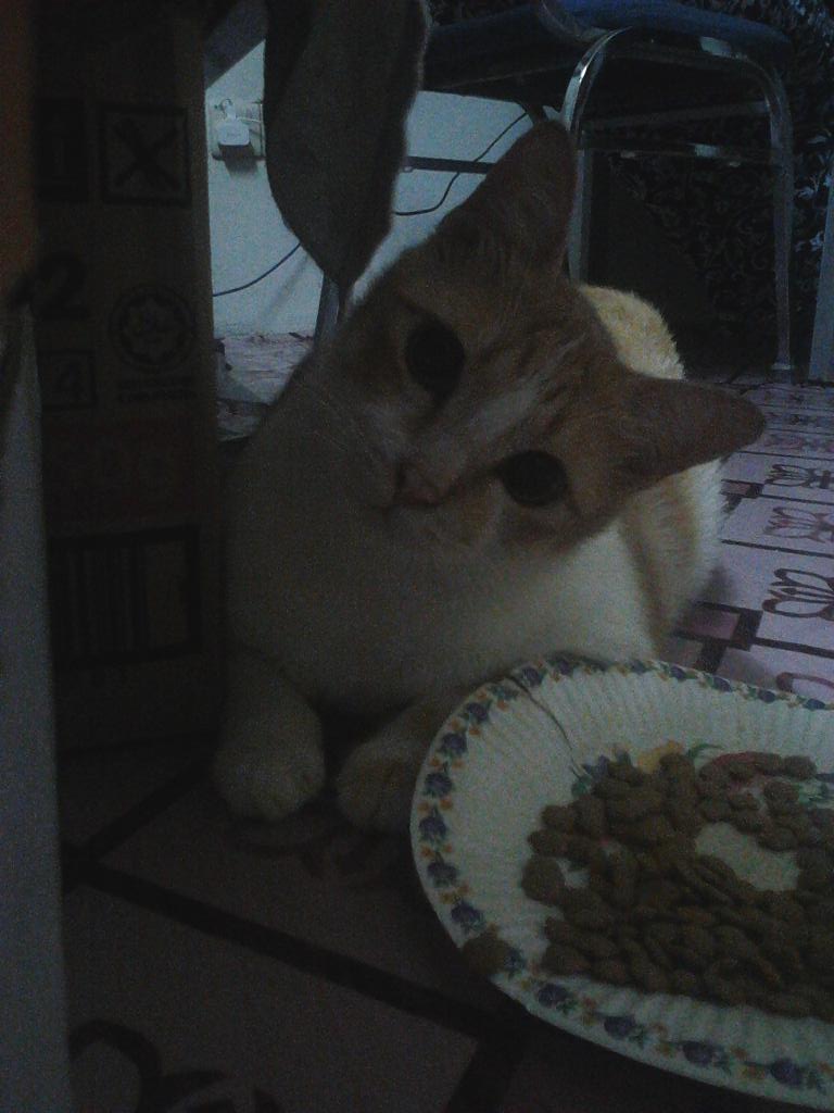 Intanhupseng's tweet photo. Main main dengan oyen.. #oyensemakingemuk.. http://t.co/18ubkSNJeD
