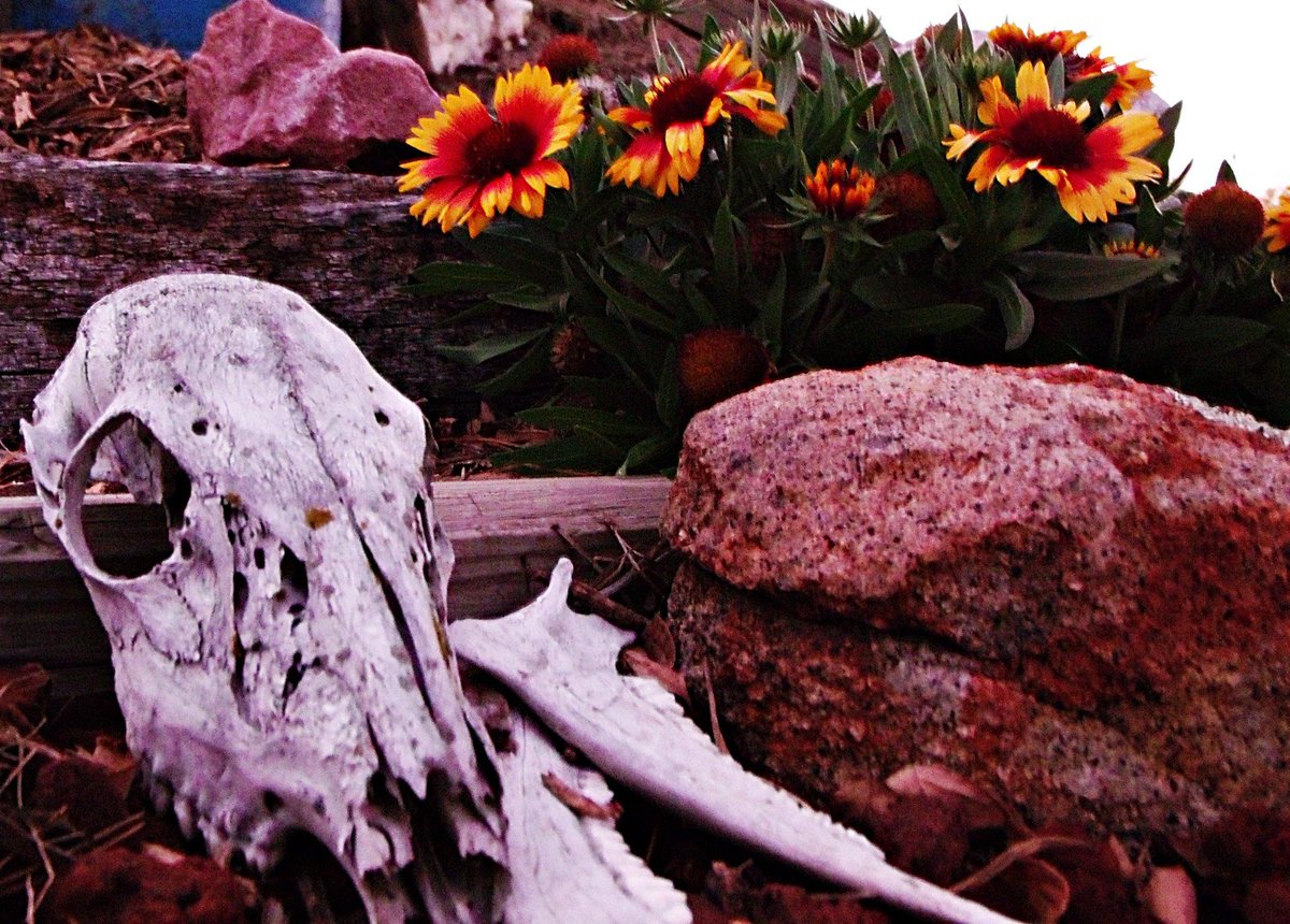 BrushEffect_art's tweet photo. More photo's from my adventures. #farmlife #horses #donkey #skull #flowers #photography #BrushEffect #inspired http://t.co/yQk8zQaaWX