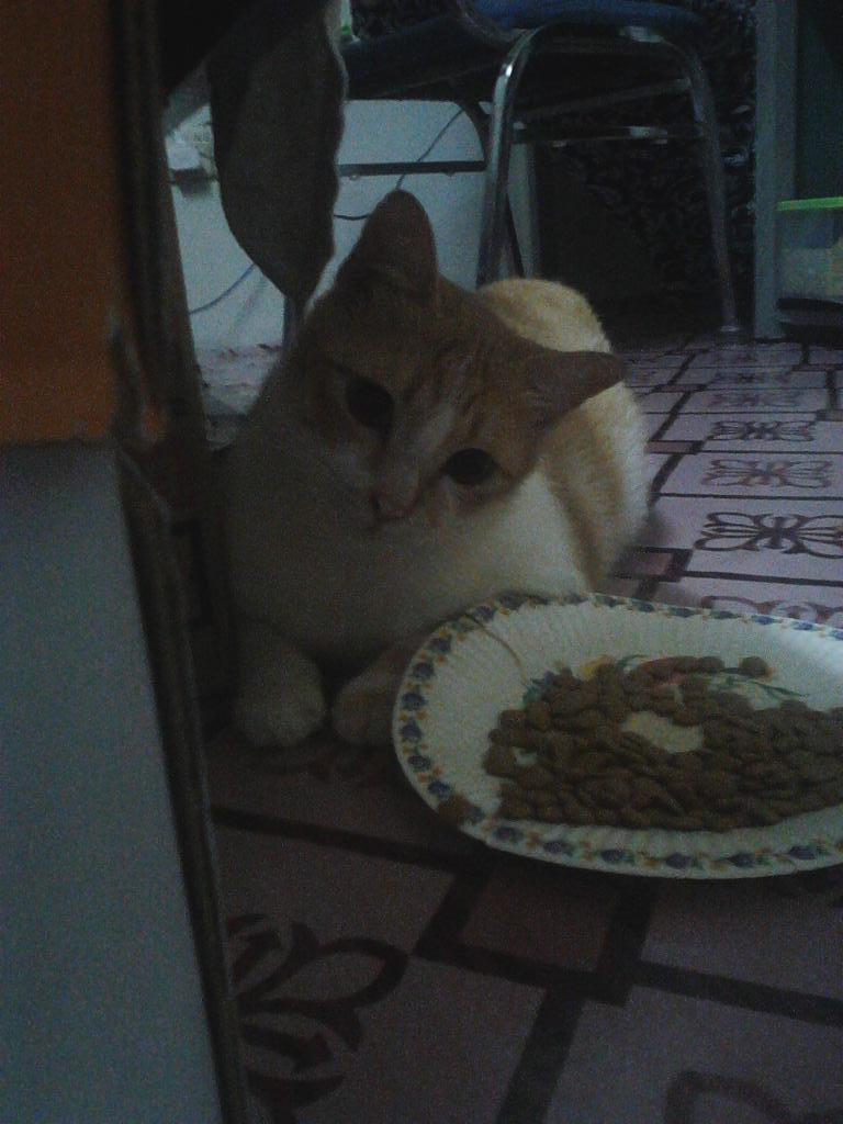 Intanhupseng's tweet photo. Main main dengan oyen.. #oyensemakingemuk.. http://t.co/18ubkSNJeD