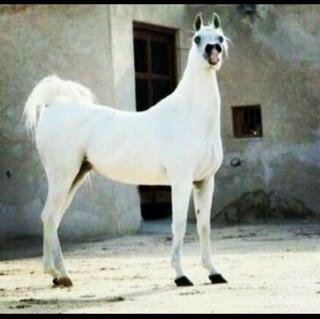 mes4000 tweet picture