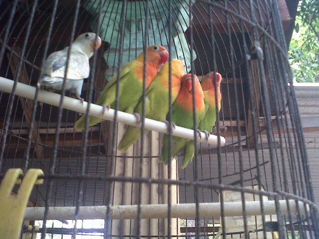 ant_tanaka's tweet photo. Bantu RT yahh...love bird anakan umur 3bln..300k..bisa milih warna...minat chat 2afab623, http://t.co/a1uNuZyNea
