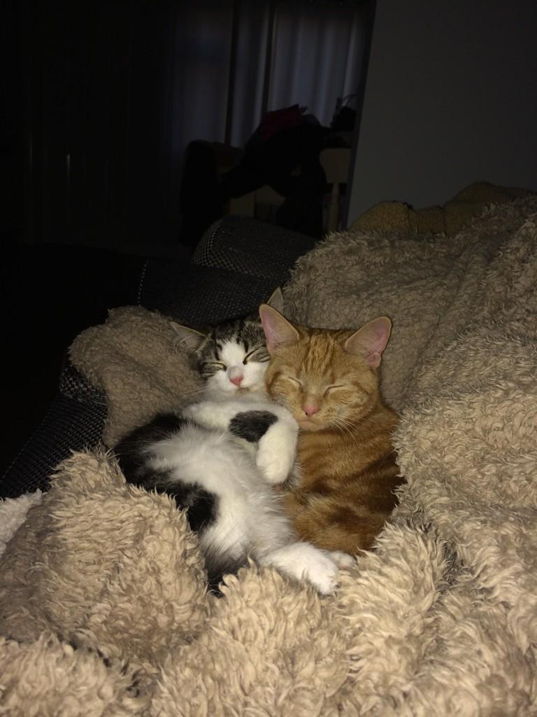 d_anica's tweet photo. Aren't my little baby's cuteee!!😻😻😻 http://t.co/WWr5xgqdFN