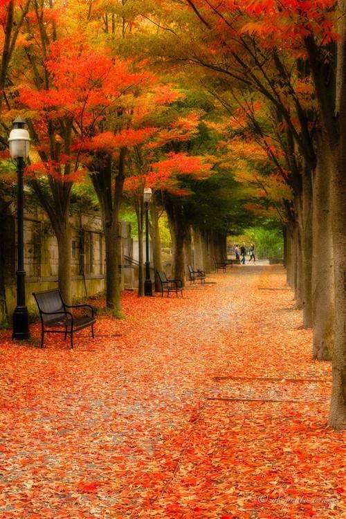 EL OTOÑO SE ACERCA CON MUY POCO RUIDO...* - Página 24 B2eBRqtCMAEaLH6