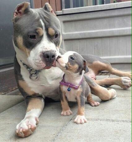MISTER_GIA's tweet photo. "Pitbulls are vicious" http://t.co/WukQFWQevs