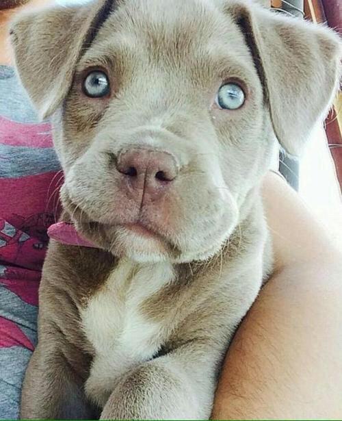 MISTER_GIA's tweet photo. "Pitbulls are vicious" http://t.co/WukQFWQevs