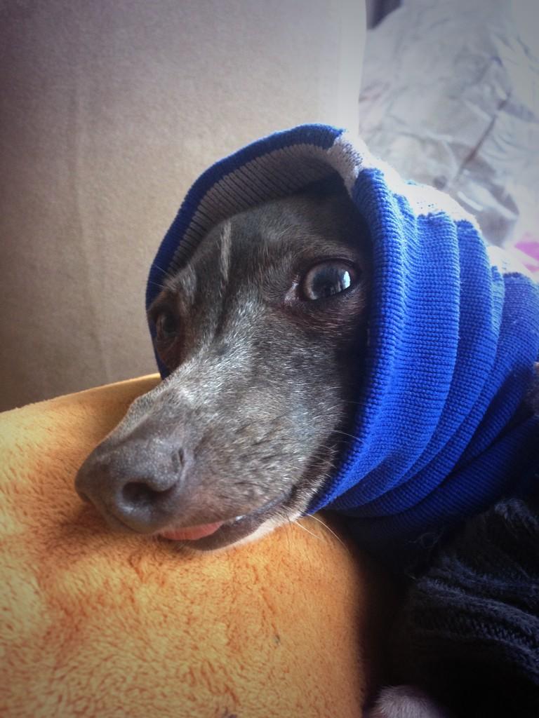 GreyhoundAlonso's tweet photo. Homemade snood from a football sock. Love it! It's getting cold out here in HK! #winteriscoming #Snood #iggy #warm http://t.co/lXsQtywxGf