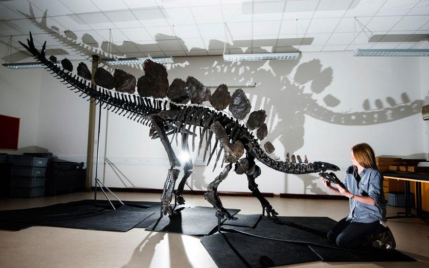 Telegraph's tweet photo. Meet Sophie - the world's most complete stegosaurus fossil http://t.co/HAyBQ4uBng  (Pic: K Webb/@NHM_London) http://t.co/kXvvcz0VvX