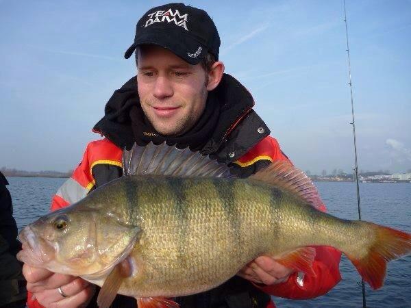 thefishinglife's tweet photo. #perchzilla http://t.co/84Jj1x3dAr